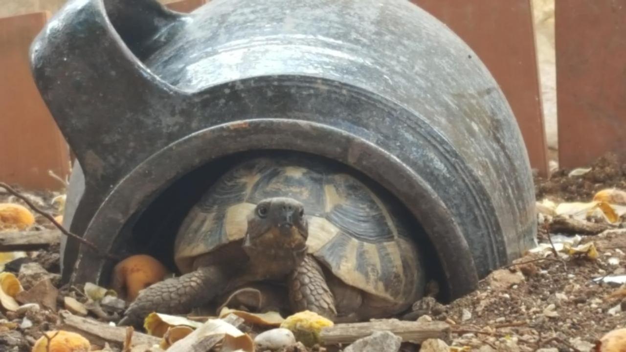 Caceris